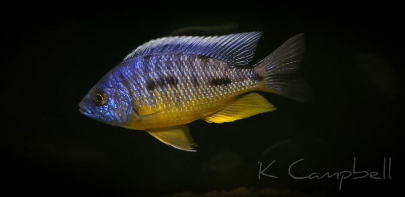 Protomelas sp. 'spilonotus tanzania'